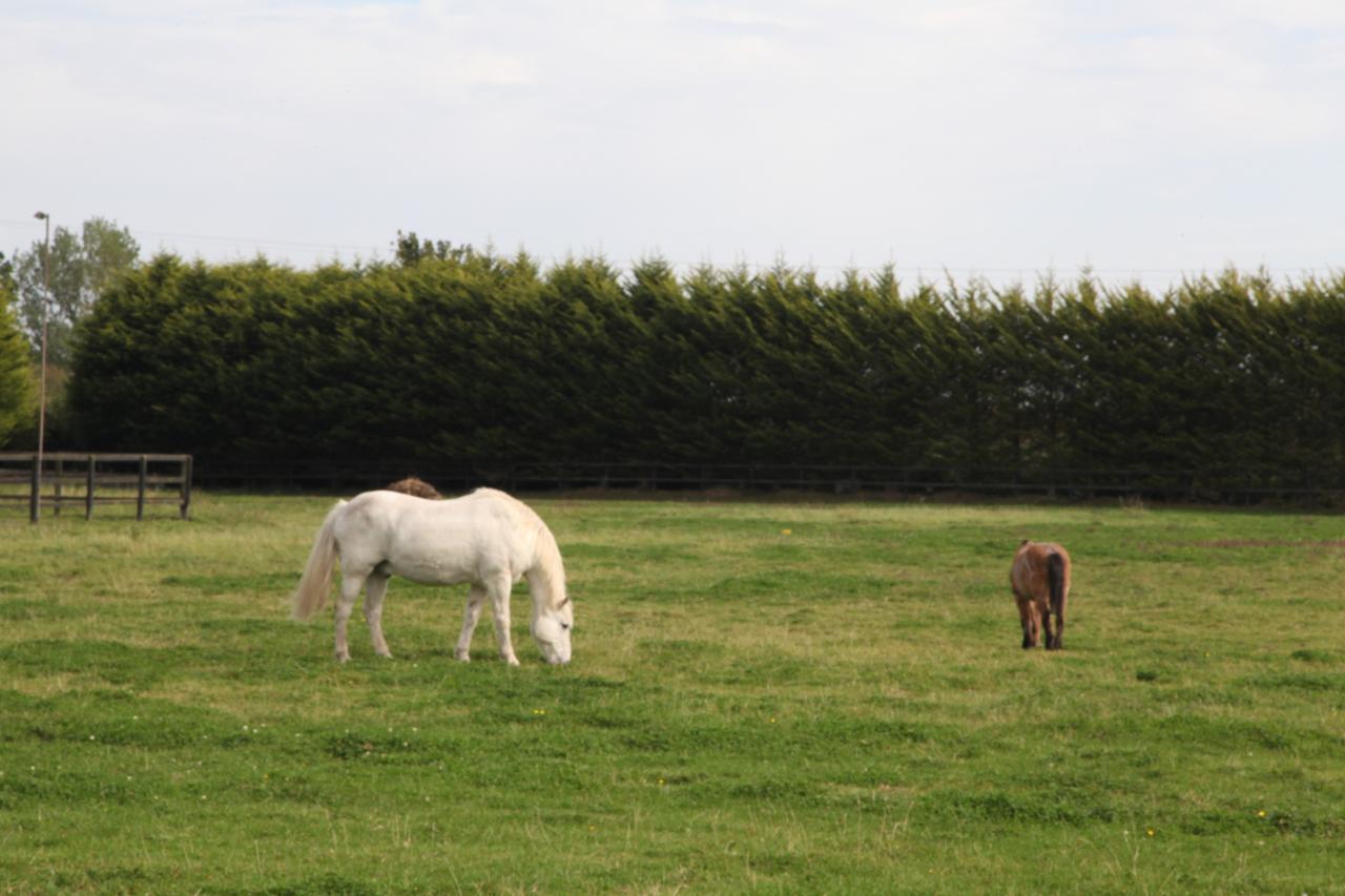 Pebble Mill Bed & Breakfast Dublin Luaran gambar